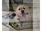 Shih Tzu Mix DOG FOR ADOPTION RGADN-1246824 - Bowser - Shih Tzu / Terrier /
