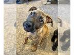 American Staffordshire Terrier-Bullmastiff Mix DOG FOR ADOPTION RGADN-1246828 -