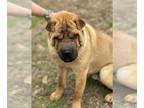 Chinese Shar-Pei DOG FOR ADOPTION RGADN-1246834 - Tank & Chrissy in MS - Shar