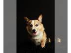 Pembroke Welsh Corgi DOG FOR ADOPTION RGADN-1246845 - Carmen - Corgi Dog For