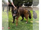 Dutch Shepherd Mix DOG FOR ADOPTION RGADN-1246858 - Jack - Belgian Shepherd Dog