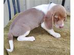 Beagle DOG FOR ADOPTION RGADN-1246868 - Pansy - Beagle (short coat) Dog For