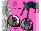 Australian Kelpie Mix DOG FOR ADOPTION RGADN-1246871 - Domino - Australian