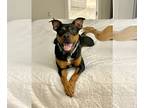 Rottweiler Mix DOG FOR ADOPTION RGADN-1246884 - Beaux - Shepherd / Rottweiler /