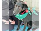 Feist Terrier Mix DOG FOR ADOPTION RGADN-1246885 - Luca - Feist / Hound / Mixed