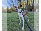 American Pit Bull Terrier Mix DOG FOR ADOPTION RGADN-1246886 - Enzo - American