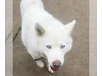 Huskies Mix DOG FOR ADOPTION RGADN-1246887 - Luna - Husky / Mixed (medium coat)