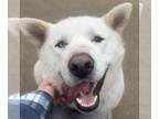 Huskies Mix DOG FOR ADOPTION RGADN-1246888 - Winter - Husky / Mixed (medium