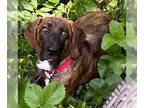 Basset Hound-Plott Hound Mix DOG FOR ADOPTION RGADN-1246892 - RHETT - Basset