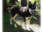 German Shepherd Dog-Siberian Husky Mix DOG FOR ADOPTION RGADN-1246897 - Champ -