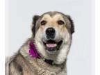 Anatolian Shepherd Mix DOG FOR ADOPTION RGADN-1246906 - TEQUILA - Anatolian