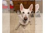 Mix DOG FOR ADOPTION RGADN-1246919 - Zeus - White German Shepherd (long coat)