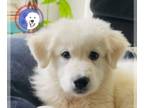 Great Pyrenees DOG FOR ADOPTION RGADN-1246920 - Ronnie - Great Pyrenees (long