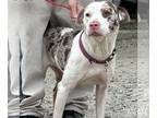 Catahoula Leopard Dog Mix DOG FOR ADOPTION RGADN-1246927 - Sparkle - Catahoula