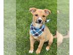 Australian Shepherd Mix DOG FOR ADOPTION RGADN-1246928 - Smokey - Australian