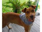 Labrador Retriever Mix DOG FOR ADOPTION RGADN-1246930 - Clark - Labrador