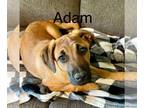 German Shepherd Dog Mix DOG FOR ADOPTION RGADN-1246947 - Adam - German Shepherd