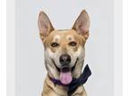 German Shepherd Dog-Huskies Mix DOG FOR ADOPTION RGADN-1246974 - DINGO - German