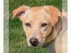 German Shepherd Dog Mix DOG FOR ADOPTION RGADN-1246978 - Susan - Yellow Labrador