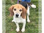 Beagle DOG FOR ADOPTION RGADN-1247013 - Pringles - Beagle (short coat) Dog For