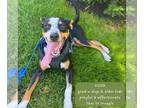 Catahoula Leopard Dog-Greater Swiss Mountain Dog Mix DOG FOR ADOPTION