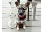 Shiba Inu Mix DOG FOR ADOPTION RGADN-1247026 - Jack - Shiba Inu / Terrier /