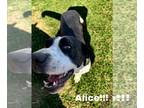 Great Dane DOG FOR ADOPTION RGADN-1247028 - Alice - Great Dane Dog For Adoption