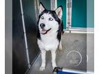 Siberian Husky DOG FOR ADOPTION RGADN-1247034 - Chickie - Siberian Husky Dog For