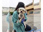 Poodle (Miniature) DOG FOR ADOPTION RGADN-1247037 - Lady Jessica Atreides -