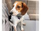 Beagle DOG FOR ADOPTION RGADN-1247043 - Junior - Beagle (short coat) Dog For