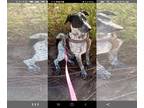 Australian Cattle Dog Mix DOG FOR ADOPTION RGADN-1247049 - HANS - Queensland