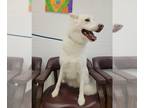 Huskies Mix DOG FOR ADOPTION RGADN-1247050 - Sierra - Husky / Mixed Dog For