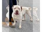 American Bandogge mastiff DOG FOR ADOPTION RGADN-1247052 - Meatball - Mastiff /