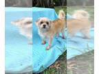 Silky Tzu DOG FOR ADOPTION RGADN-1247086 - Luxe - Shih Tzu / Silky Terrier /