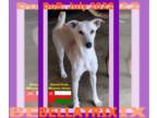 Italian Greyhound-Saluki Mix DOG FOR ADOPTION RGADN-1247088 - BELLATRIX - $400 -