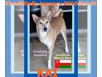 German Shepherd Dog-Saluki Mix DOG FOR ADOPTION RGADN-1247090 - KAI - Amputee -