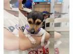 Jack Chi DOG FOR ADOPTION RGADN-1247109 - Gatita - Jack Russell Terrier /