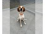 Redbone Coonhound DOG FOR ADOPTION RGADN-1247117 - Buddy - Redbone Coonhound /