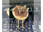 German Shepherd Dog Mix DOG FOR ADOPTION RGADN-1247118 - Niko - German Shepherd