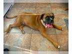 Boxer DOG FOR ADOPTION RGADN-1247122 - Bobo II - Boxer Dog For Adoption
