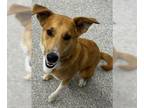 Golden Labrador DOG FOR ADOPTION RGADN-1247128 - Clancy - Golden Retriever /