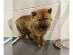 Chow Chow Mix DOG FOR ADOPTION RGADN-1247136 - POM-POM - Chow Chow / Mixed