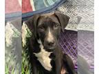 Labrador Retriever Mix DOG FOR ADOPTION RGADN-1247139 - Fulton - Labrador