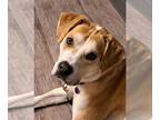 Labrador Retriever Mix DOG FOR ADOPTION RGADN-1247148 - Cooper - Labrador
