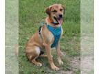 Black Mouth Cur-Labrador Retriever Mix DOG FOR ADOPTION RGADN-1247151 - Petey -