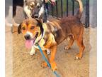 Basset Hound-Rottweiler Mix DOG FOR ADOPTION RGADN-1247160 - *CHEVY - Basset