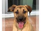 Plott Hound Mix DOG FOR ADOPTION RGADN-1247164 - Holmes - Adopt Me!