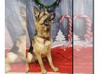 German Shepherd Dog DOG FOR ADOPTION RGADN-1247190 - SPARKLE - German Shepherd