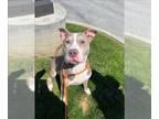 American Staffordshire Terrier Mix DOG FOR ADOPTION RGADN-1247193 - BETTERIMPACT