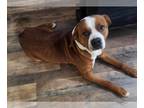 Boxer Mix DOG FOR ADOPTION RGADN-1247204 - Homer - Boxer / Mixed Dog For